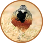 Logo of Buttonquail android Application 